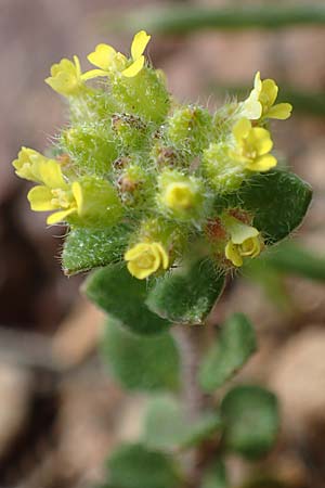 Alyssum minutum \ Kleines Steinkraut / Small Alison, Rhodos/Rhodes Attaviros 23.3.2023