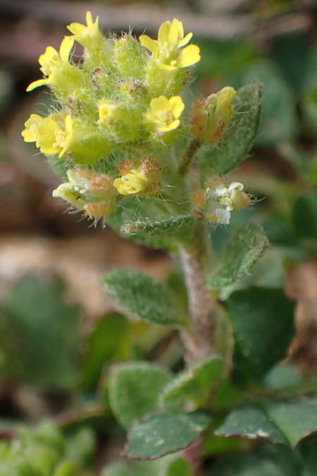 Alyssum minutum \ Kleines Steinkraut / Small Alison, Rhodos/Rhodes Attaviros 23.3.2023