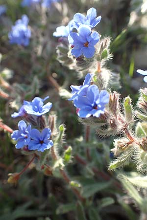 Alkanna tinctoria \ F&auml;rber-Alkanna, Schminkwurz / Alkanet, Rhodos/Rhodes Kattavia 26.3.2019