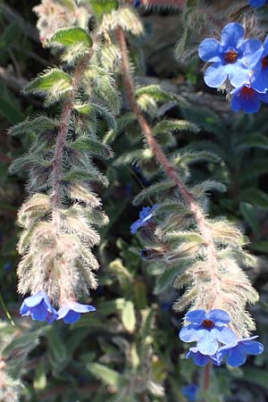 Alkanna tinctoria \ F&auml;rber-Alkanna, Schminkwurz / Alkanet, Rhodos/Rhodes Kattavia 26.3.2019