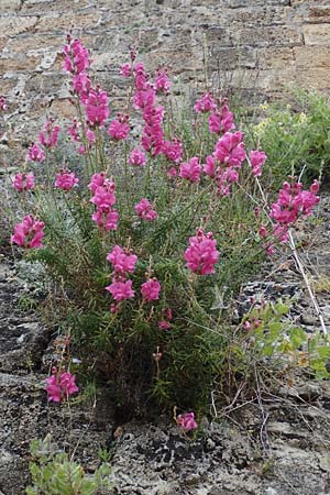 Antirrhinum majus \ Groes Lwenmaul / Snapdragon, Rhodos City 28.3.2019
