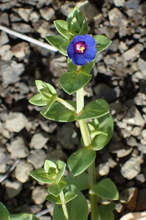 Lysimachia loeflingii, Acker-Gauchheil