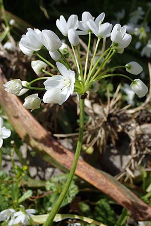Allium neapolitanum \ Neapolitanischer Lauch / White Garlic, Rhodos/Rhodes Archangelos 17.3.2023