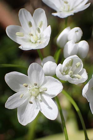 Allium neapolitanum \ Neapolitanischer Lauch / White Garlic, Rhodos/Rhodes Archangelos 17.3.2023