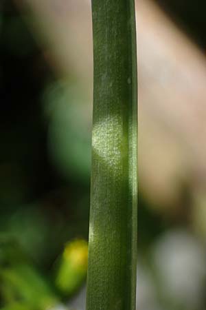 Allium neapolitanum \ Neapolitanischer Lauch / White Garlic, Rhodos/Rhodes Archangelos 17.3.2023