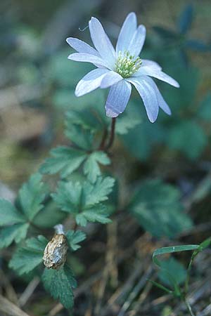 Anemone blanda \ Strahlen-Anemone / Mountain Windflower, Rhodos Agios Isidoros 24.3.2005