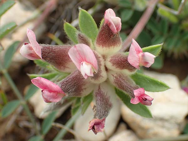 Anthyllis vulneraria subsp. praepropera \ Roter Wundklee / Red Kidney Vetch, Rhodos Prasonisi 1.4.2019