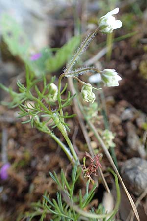 Scandix australis subsp. grandiflora \ Gro&szlig;bl&uuml;tiger S&uuml;dlicher Venuskamm / Southern Shepherd's Needle, Rhodos/Rhodes Profitis Ilias 2.4.2019