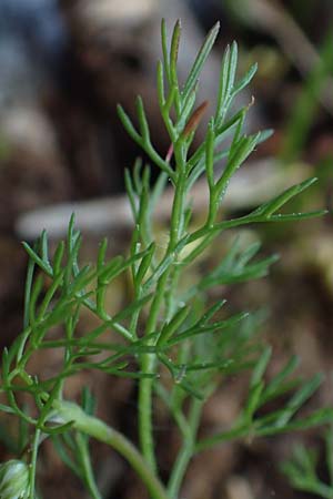 Scandix australis subsp. grandiflora \ Gro&szlig;bl&uuml;tiger S&uuml;dlicher Venuskamm / Southern Shepherd's Needle, Rhodos/Rhodes Profitis Ilias 2.4.2019