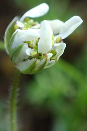 Scandix australis subsp. grandiflora \ Gro&szlig;bl&uuml;tiger S&uuml;dlicher Venuskamm / Southern Shepherd's Needle, Rhodos/Rhodes Profitis Ilias 2.4.2019