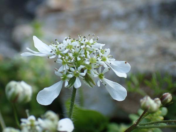 Scandix australis subsp. grandiflora \ Gro&szlig;bl&uuml;tiger S&uuml;dlicher Venuskamm / Southern Shepherd's Needle, Rhodos/Rhodes Profitis Ilias 2.4.2019
