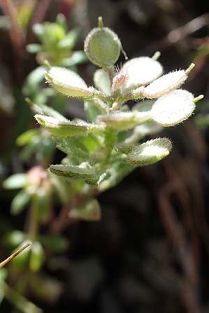 Alyssum simplex \ Gew&ouml;hnliches Steinkraut, Einfache Steinkresse / Common Alison, Rhodos/Rhodes Moni Artamiti 16.3.2023