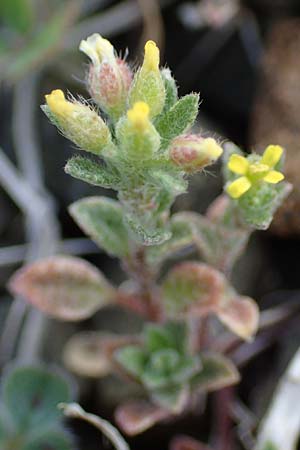 Alyssum simplex \ Gew&ouml;hnliches Steinkraut, Einfache Steinkresse / Common Alison, Rhodos/Rhodes Moni Artamiti 16.3.2023
