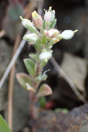 Alyssum simplex \ Gew&ouml;hnliches Steinkraut, Einfache Steinkresse / Common Alison, Rhodos/Rhodes Moni Artamiti 16.3.2023