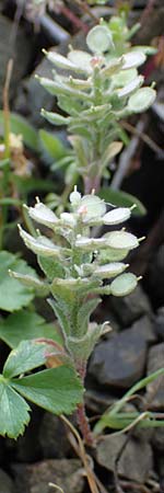 Alyssum simplex \ Gew&ouml;hnliches Steinkraut, Einfache Steinkresse / Common Alison, Rhodos/Rhodes Moni Artamiti 16.3.2023
