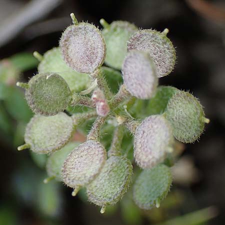 Alyssum simplex \ Gew&ouml;hnliches Steinkraut, Einfache Steinkresse / Common Alison, Rhodos/Rhodes Moni Artamiti 16.3.2023