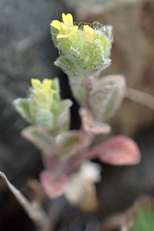 Alyssum simplex, Gewöhnliches Steinkraut, Einfache Steinkresse