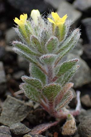 Alyssum pogonocarpum, Rhodisches Steinkraut, Bartfrüchtiges Steinkraut