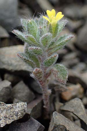 Alyssum pogonocarpum \ Rhodisches Steinkraut, Bartfr&uuml;chtiges Steinkraut / Rhodian Alyssum, Beard-Fruited Alison, Rhodos/Rhodes Moni Artamiti 16.3.2023
