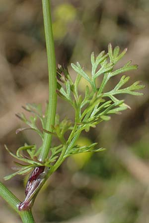 Scandix pecten-veneris \ Echter Venuskamm / Shepherd's Needle, Rhodos Kolymbia 18.3.2023