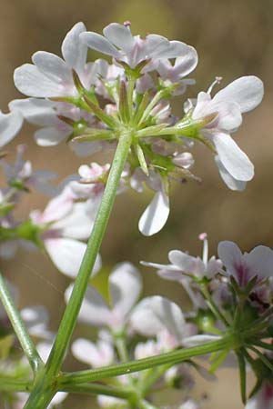 Scandix pecten-veneris \ Echter Venuskamm / Shepherd's Needle, Rhodos Kolymbia 18.3.2023