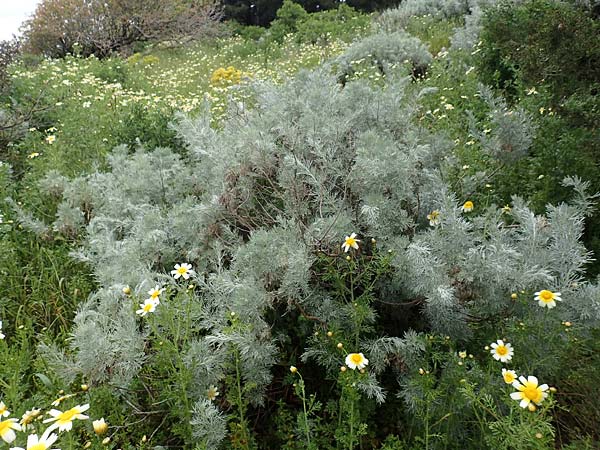 Artemisia arborescens \ Strauch-Beifu / Tree Wormwood, Shrubby Wormwood, Rhodos Philerimos 29.3.2019