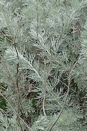 Artemisia arborescens \ Strauch-Beifu / Tree Wormwood, Shrubby Wormwood, Rhodos Philerimos 29.3.2019