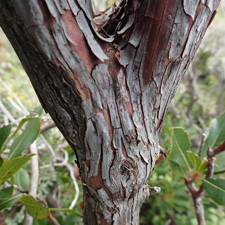 Arbutus unedo \ Westlicher Erdbeerbaum / Strawberry Tree, Rhodos Kattavia 1.4.2019