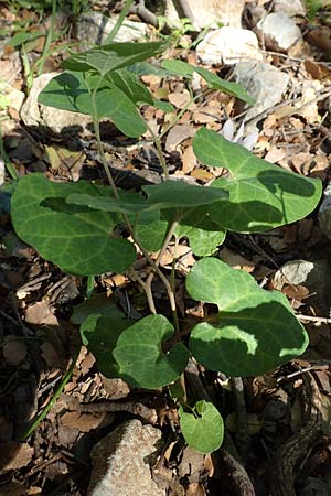 Aristolochia guichardii \ Guichards Osterluzei / Rhodian Birthwort, Rhodos/Rhodes Profitis Ilias 2.4.2019