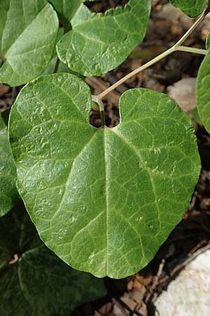 Aristolochia guichardii \ Guichards Osterluzei / Rhodian Birthwort, Rhodos/Rhodes Profitis Ilias 2.4.2019