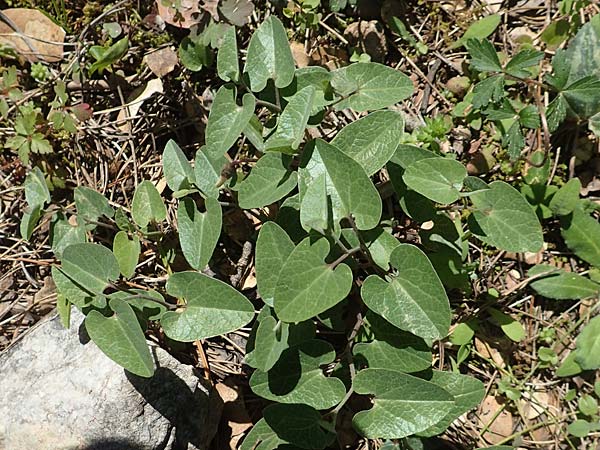 Aristolochia guichardii \ Guichards Osterluzei / Rhodian Birthwort, Rhodos/Rhodes Profitis Ilias 2.4.2019