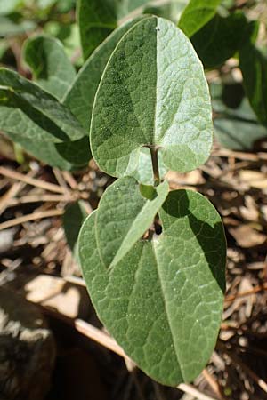 Aristolochia guichardii \ Guichards Osterluzei / Rhodian Birthwort, Rhodos/Rhodes Profitis Ilias 2.4.2019