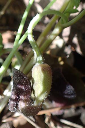 Aristolochia guichardii \ Guichards Osterluzei / Rhodian Birthwort, Rhodos/Rhodes Profitis Ilias 2.4.2019