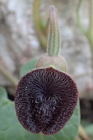Aristolochia guichardii \ Guichards Osterluzei / Rhodian Birthwort, Rhodos/Rhodes Profitis Ilias 2.4.2019