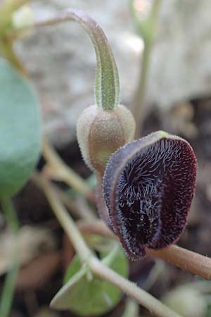 Aristolochia guichardii \ Guichards Osterluzei / Rhodian Birthwort, Rhodos/Rhodes Profitis Ilias 2.4.2019