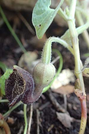 Aristolochia guichardii \ Guichards Osterluzei / Rhodian Birthwort, Rhodos/Rhodes Profitis Ilias 2.4.2019