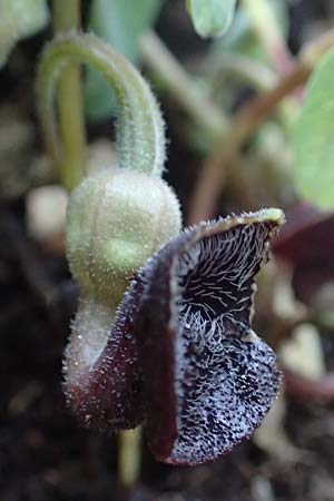 Aristolochia guichardii \ Guichards Osterluzei / Rhodian Birthwort, Rhodos/Rhodes Profitis Ilias 2.4.2019
