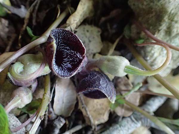 Aristolochia guichardii \ Guichards Osterluzei / Rhodian Birthwort, Rhodos/Rhodes Profitis Ilias 2.4.2019