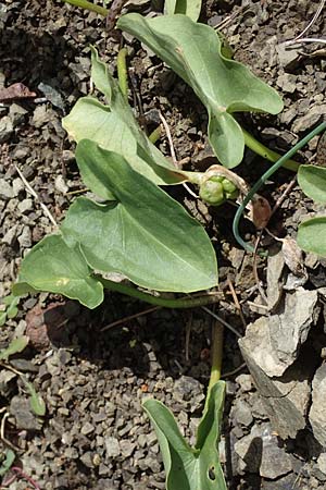 Arisarum vulgare \ Krummstab / Friar's Cowl, Rhodos Moni Artamiti 16.3.2023