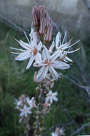 Asphodelus ramosus \ �stiger Affodill / Branched Asphodel, Rhodos/Rhodes Mount Smith 18.3.2023