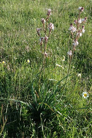Asphodelus ramosus \ �stiger Affodill / Branched Asphodel, Rhodos/Rhodes Mount Smith 18.3.2023
