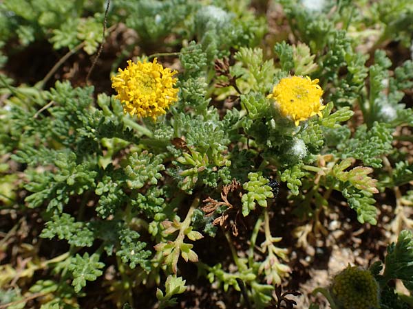 Anthemis rigida \ Steife Hundskamille, Rhodos Agathi Beach 26.3.2023