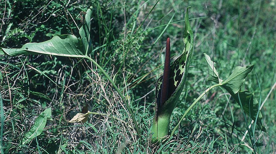 Arum dioscoridis \ Dioskorides-Aronstab / Dioscoridis Arum, Rhodos/Rhodes Kallithea Terme 25.4.1987