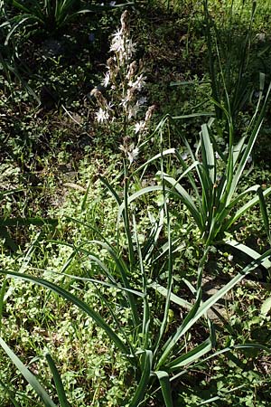Asphodelus ramosus \ �stiger Affodill / Branched Asphodel, Rhodos/Rhodes Profitis Ilias 25.3.2019