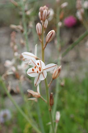 Asphodelus fistulosus \ Rhriger Affodill / Hollow-Leaved Asphodel, Rhodos City 28.3.2019