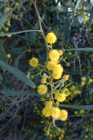 Acacia saligna \ Weidenbl�ttrige Akazie, Rhodos Haraki 15.3.2023