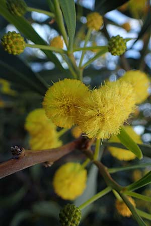 Acacia saligna \ Weidenbl�ttrige Akazie, Rhodos Haraki 15.3.2023