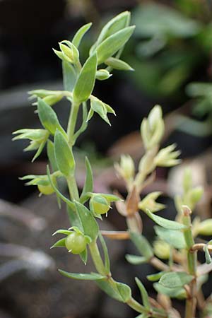 Lysimachia linum-stellatum \ Stern-Lein / Flax-Leaved Loosestrife, Rhodos/Rhodes Moni Artamiti 16.3.2023