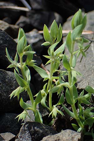 Lysimachia linum-stellatum \ Stern-Lein / Flax-Leaved Loosestrife, Rhodos/Rhodes Moni Artamiti 16.3.2023