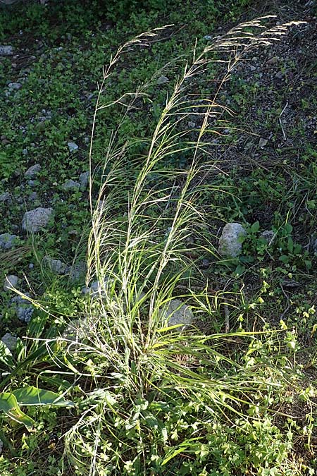 Oloptum miliaceum \ Gewhnlicher Grannenreis / Rice Grass, Smilo Grass, Rhodos Mount Smith 18.3.2023